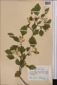 Crataegus chlorocarpa Lenné & K. Koch, Middle Asia, Western Tian Shan & Karatau (M3) (Kyrgyzstan)