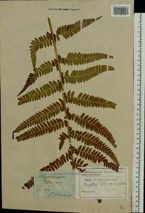 Dryopteris filix-mas (L.) Schott, Eastern Europe, North-Western region (E2) (Russia)