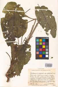 Verbascum nigrum L., Eastern Europe, Moscow region (E4a) (Russia)
