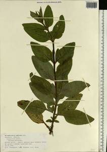 Scrophularia umbrosa Dumort., Eastern Europe, Central forest-and-steppe region (E6) (Russia)