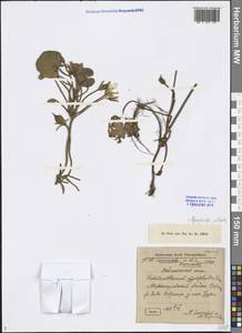 Nymphoides peltata (S. G. Gmel.) Kuntze, Middle Asia, Muyunkumy, Balkhash & Betpak-Dala (M9) (Kazakhstan)