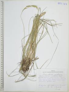 Achnatherum confusum (Litv.) Tzvelev, Siberia, Russian Far East (S6) (Russia)