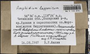 Amphidium lapponicum (Hedw.) Schimp., Bryophytes, Bryophytes - Baikal & Transbaikal regions (B18) (Russia)