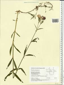 Dianthus plumarius, Eastern Europe, Central region (E4) (Russia)