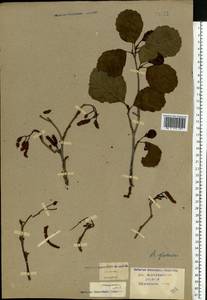 Alnus glutinosa (L.) Gaertn., Eastern Europe, Central forest-and-steppe region (E6) (Russia)