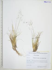 Ptilagrostis alpina (F.Schmidt) Sipliv., Siberia, Russian Far East (S6) (Russia)