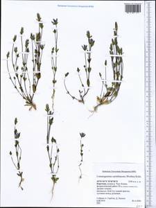 Lomatogonium carinthiacum (Wulfen) Reichenb., Middle Asia, Northern & Central Tian Shan (M4) (Kyrgyzstan)