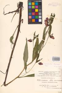 Symphytum tanaicense Steven, Eastern Europe, Central forest-and-steppe region (E6) (Russia)
