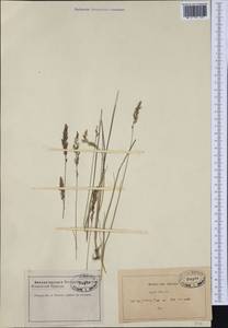 Agrostis curtisii Kerguélen, Western Europe (EUR) (France)