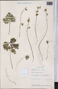 Dicentra cucullaria (L.) Bernh., America (AMER) (United States)