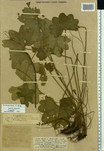 Alchemilla vulgaris L., Eastern Europe, Northern region (E1) (Russia)