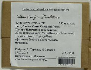 Warnstorfia fluitans (Hedw.) Loeske, Bryophytes, Bryophytes - European North East (B7) (Russia)