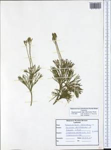 Diphasiastrum tristachyum (Pursh) Holub, Western Europe (EUR) (Germany)