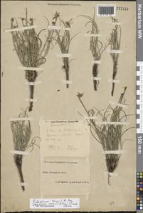 Scorzonera cana (C. A. Mey.) O. Hoffm., Eastern Europe, Eastern region (E10) (Russia)