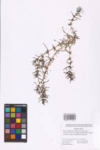 Soda inermis (Moench) Fourr., Eastern Europe, Lower Volga region (E9) (Russia)