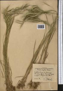 Bromus oxyodon Schrenk, Middle Asia, Western Tian Shan & Karatau (M3) (Uzbekistan)