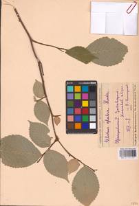 Ulmus glabra Huds., Eastern Europe, Middle Volga region (E8) (Russia)