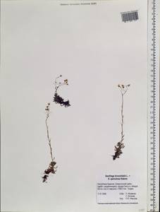Saxifraga bronchialis, Siberia, Baikal & Transbaikal region (S4) (Russia)