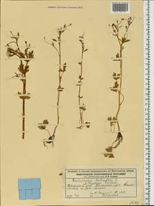 Ranunculus sceleratus L., Eastern Europe, Volga-Kama region (E7) (Russia)