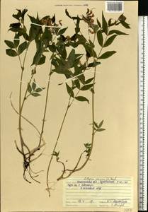 Lathyrus vernus (L.) Bernh., Eastern Europe, Middle Volga region (E8) (Russia)