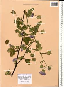 Malva punctata (All.) Alef., Caucasus, Black Sea Shore (from Novorossiysk to Adler) (K3) (Russia)