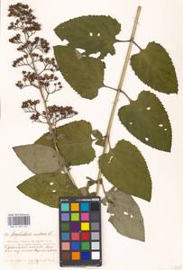 Scrophularia nodosa L., Eastern Europe, Moscow region (E4a) (Russia)