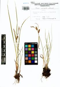 Carex vesicata Meinsh., Siberia, Baikal & Transbaikal region (S4) (Russia)