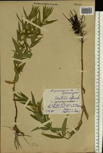 Gratiola officinalis L., Eastern Europe, Central forest-and-steppe region (E6) (Russia)
