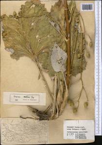 Arctium medians (Juz.) S. López, Romasch., Susanna & N. Garcia, Middle Asia, Pamir & Pamiro-Alai (M2) (Uzbekistan)