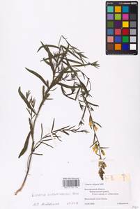 MHA 0 159 148, Linaria biebersteinii Besser, Eastern Europe, Central forest-and-steppe region (E6) (Russia)