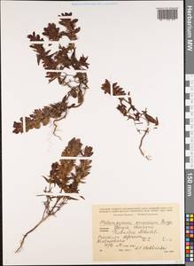 Melampyrum caucasicum Bunge, Caucasus, Georgia (K4) (Georgia)