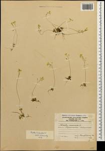 Draba hispida Willd., Caucasus, South Ossetia (K4b) (South Ossetia)