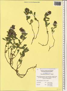Teucrium chamaedrys subsp. nuchense (K.Koch) Rech.f., Caucasus, Black Sea Shore (from Novorossiysk to Adler) (K3) (Russia)