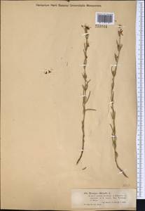 Hyssopus ambiguus (Trautv.) Iljin ex Prochorov. & Lebel, Middle Asia, Dzungarian Alatau & Tarbagatai (M5) (Kazakhstan)