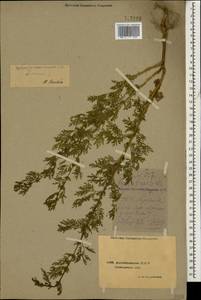 Artemisia annua L., Caucasus, Azerbaijan (K6) (Azerbaijan)