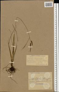 Carex flacca Schreb., Eastern Europe, South Ukrainian region (E12) (Ukraine)