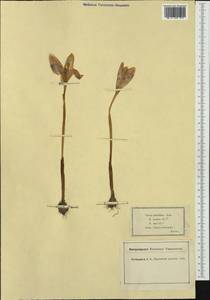 Crocus nudiflorus Sm., Western Europe (EUR) (France)