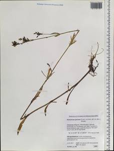 Silene aprica Turcz. ex Fisch. & C. A. Mey., Siberia, Russian Far East (S6) (Russia)