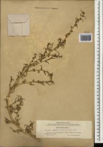 Soda inermis (Moench) Fourr., Caucasus, Azerbaijan (K6) (Azerbaijan)