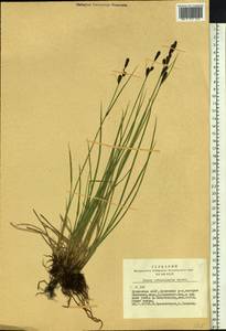 Carex orbicularis Boott, Siberia, Altai & Sayany Mountains (S2) (Russia)