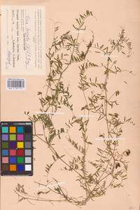 Vicia hirsuta (L.) Gray, Eastern Europe, Western region (E3) (Russia)