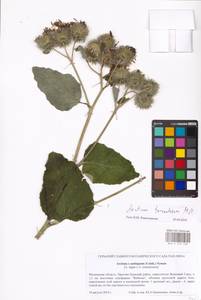 Arctium tomentosum Mill., Eastern Europe, Moscow region (E4a) (Russia)