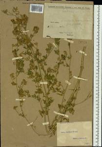 Medicago falcata L., Siberia, Altai & Sayany Mountains (S2) (Russia)