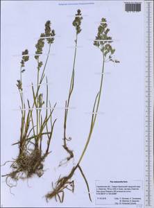 Poa lanata Scribn. & Merr., Siberia, Russian Far East (S6) (Russia)