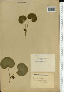 Asarum europaeum L., Eastern Europe, North Ukrainian region (E11) (Ukraine)