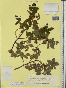 Rosa glabrifolia C. A. Mey. ex Rupr., Eastern Europe, Moscow region (E4a) (Russia)