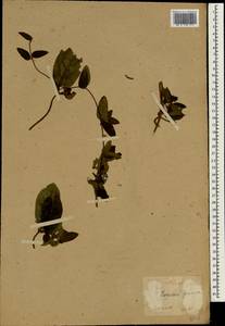 Lonicera japonica Thunb., South Asia, South Asia (Asia outside ex-Soviet states and Mongolia) (ASIA) (Japan)