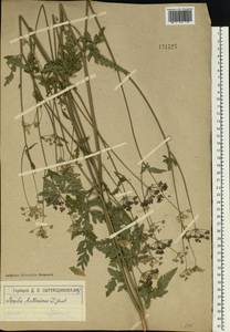 Torilis japonica (Houtt.) DC., Eastern Europe, Moscow region (E4a) (Russia)