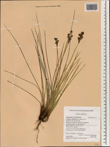 Juncus acutus L., South Asia, South Asia (Asia outside ex-Soviet states and Mongolia) (ASIA) (Cyprus)