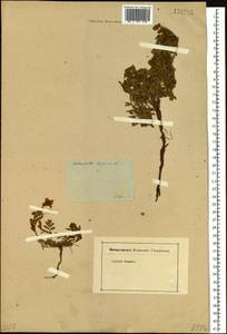 Sibbaldianthe bifurca (L.) Kurtto & T. Erikss., Siberia (no precise locality) (S0) (Russia)